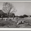 Planting winter wheat in tenant's farm. Caswell County, North Carolina.