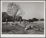 Planting winter wheat in tenant's farm. Caswell County, North Carolina.