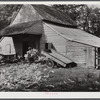 Putting the shucks into the barn for winter use after cornshucking on Hooper Farm near Hightowers and Prospect Hill. Caswell County, North Carolina.