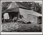 Putting the shucks into the barn for winter use after cornshucking on Hooper Farm near Hightowers and Prospect Hill. Caswell County, North Carolina.