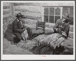 E.O Foster, FSA (Farm Security Administration) tenant purchase borrower grading and stripping his tobacco. Caswell County, North Carolina.