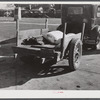 Farmer returning home after selling his tobacco at auction. In the trailer are sacks of flour and meal and the tobacco sticks. Yanceyville, Caswell County, North Carolina.