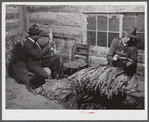 E.O. Foster, FSA (Farm Security Administration) tenant purchase borrower, grading and stripping tobacco on his farm near Yanceyville. Caswell County, North Carolina.