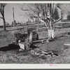 Hog killing near Luray, Virginia.