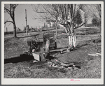 Hog killing near Luray, Virginia.