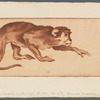 Singe et marrons