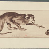 Singe et marrons