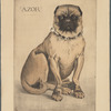 Azor (long portrait)
