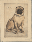Azor (long portrait)
