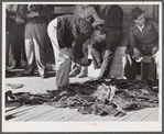 Grading muskrats while fur buyers and Spanish trappers look on, during auction sale on porch of community store in Saint Bernard, Louisiana.