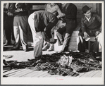 Grading muskrats while fur buyers and Spanish trappers look on, during auction sale on porch of community store in Saint Bernard, Louisiana.