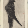 Le grand corbeau pendu