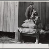 Spanish muskrat trapper and his grandson sitting on sacks of dried muskrat pelts, in front of their camp in the marshes. Delacroix Island, Saint Bernard Parish, Louisiana.