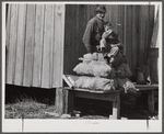 Spanish muskrat trapper and his grandson sitting on sacks of dried muskrat pelts, in front of their camp in the marshes. Delacroix Island, Saint Bernard Parish, Louisiana.