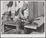 Spanish trapper skinning his muskrats before hanging them up to dry at the side of his marsh camp. Delacroix Island, Saint Bernard Parish, Louisiana.