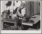 Spanish trapper skinning his muskrats before hanging them up to dry at the side of his marsh camp. Delacroix Island, Saint Bernard Parish, Louisiana.