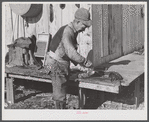 Spanish trapper skinning his muskrats before hanging them up to dry at the side of his marsh camp. Delacroix Island, Saint Bernard Parish, Louisiana.
