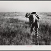 Spanish trapper marking the place where he set his trap in the muskrat's "run" with a reed. Delacroix Island, Saint Bernard Parish, Louisiana.