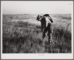 Spanish trapper marking the place where he set his trap in the muskrat's "run" with a reed. Delacroix Island, Saint Bernard Parish, Louisiana.