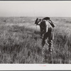 Spanish trapper marking the place where he set his trap in the muskrat's "run" with a reed. Delacroix Island, Saint Bernard Parish, Louisiana.