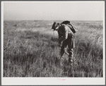 Spanish trapper marking the place where he set his trap in the muskrat's "run" with a reed. Delacroix Island, Saint Bernard Parish, Louisiana.