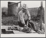 French trapper skinning his muskrats before hanging them up to dry in front of his marsh camp. Delacroix Island, Saint Bernard Parish, Louisiana.
