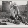French trapper skinning his muskrats before hanging them up to dry in front of his marsh camp. Delacroix Island, Saint Bernard Parish, Louisiana.