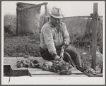 French trapper skinning his muskrats before hanging them up to dry in front of his marsh camp. Delacroix Island, Saint Bernard Parish, Louisiana.