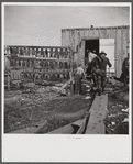 Spanish trapper returning to his camp after checking up on his muskrat traps. On the left are the skins hanging up to dry. In the marshes near Delacroix Island, Louisiana. See general caption number one.