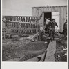 Spanish trapper returning to his camp after checking up on his muskrat traps. On the left are the skins hanging up to dry. In the marshes near Delacroix Island, Louisiana. See general caption number one.