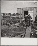 Spanish trapper returning to his camp after checking up on his muskrat traps. On the left are the skins hanging up to dry. In the marshes near Delacroix Island, Louisiana. See general caption number one.