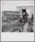 Spanish trapper returning to his camp after checking up on his muskrat traps. On the left are the skins hanging up to dry. In the marshes near Delacroix Island, Louisiana. See general caption number one.