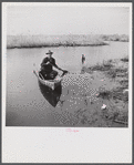 Spanish trapper returning home to his camp in the marshlands near Delacroix Island, Louisiana. He has been out in his hand built piroque (canoe) checking up on his muskrat traps.