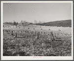 Corn shocks in field along highway near Wytheville, Virginia.