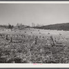 Corn shocks in field along highway near Wytheville, Virginia.