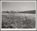 Corn shocks in field along highway near Wytheville, Virginia.