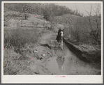 Two of Dutton ("Dut") Calleb's children watering the mule. Southern Appalachian Project near Barbourville, Knox County, Kentucky.