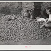 Josh Calahan's little girl getting some of the potatoes out of the cellar of their new home. These are grown on their farm. Southern Appalachian Project near Barbourville, Knox County, Kentucky.