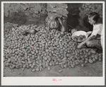 Josh Calahan's little girl getting some of the potatoes out of the cellar of their new home. These are grown on their farm. Southern Appalachian Project near Barbourville, Knox County, Kentucky.