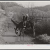 Two of Dutton ("Dut") Calleb's children watering the mule. Southern Appalachian Project near Barbourville, Knox County, Kentucky.