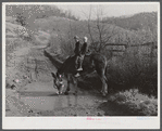 Two of Dutton ("Dut") Calleb's children watering the mule. Southern Appalachian Project near Barbourville, Knox County, Kentucky.