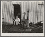 Shacks lived in by migratory laborers on road between Belle Glade, and Pahokee, Florida.