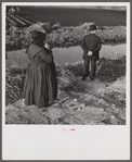 Amish farm couple from Pennsylvania observing farming methods near Sarasota, Florida.