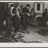 Fur buyers grading muskrats at auction sale in dance hall in Delacroix Island, Louisiana.