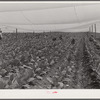 Suckering shade tobacco covered by "fields" of cheesecloth to protect it from the sun. Near Hartford, Connecticut.