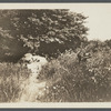 View of tree over water. South side Montauk Highway, east of Quogue. (Sketch of location on back.) Quogue, Southampton