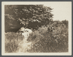 View of tree over water. South side Montauk Highway, east of Quogue. (Sketch of location on back.) Quogue, Southampton