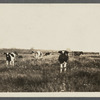 View of cows in pasture. Southampton, Southampton