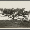 View of old oak tree. On Pipes Neck, between South Road and Wickham farmhouse.  Pipes Neck, Southold