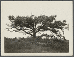 View of old oak tree. On Pipes Neck, between South Road and Wickham farmhouse.  Pipes Neck, Southold